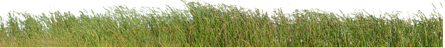 grass